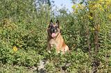 MALINOIS 414